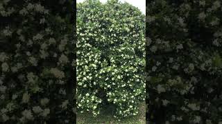 Name:Murraya paniculata,this beautiful ever green shrub has white jasmine -scented flowers #murraya