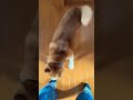 柴犬福 車乗る？と聞かれ階段降りる犬🤣understand dog shorts shibainu tiktok 柴犬 funny meme 댕댕이 dog かわいい犬