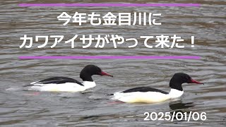 今年もカワアイサがやって来た＠金目川2025 0 06