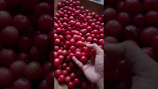 A small scramberry harvest #levalolika #scramberry #harvest #seasonalfruit #fruit #berry