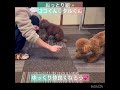 【犬の幼稚園】ココくん、ナッツちゃん、タルくん、小春ちゃん様子 豊田駅 犬のしつけ ドッグスクール 犬の幼稚園 犬のトレーニング 動物看護師兼トレーナー 犬好き ペットホテル