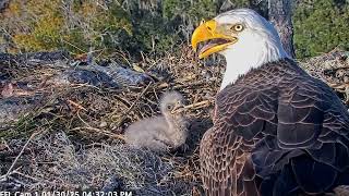 NE31 and his proud parents American Eagle Foundation NEFL Cam 1 - Live Bald Eagle Cam