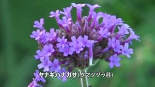 30秒の心象風景9594・紫の花束～ヤナギハナガサ～