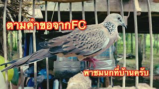 #พาชมนกที่บ้านครับ มีกี่ตัว ตัวไหนบ้าง ตามมาชมได้เลยครับ #0934658043