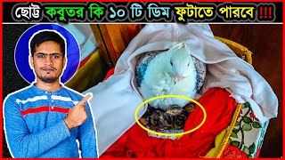 কবুতর দিয়ে কোয়েল পাখির ডিম ফুটানোর পদ্ধতি🕊 10 Quail eggs hatching experiment by small pigeon⚡ jactok