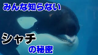 みんな知らないシャチの秘密