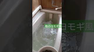 庭のヨモギを入浴剤にヨモギ風呂に！@shorts