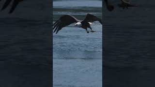 Eagle catching dinner!