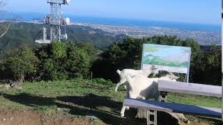 鳴門の天円山♪　　ヤギと山頂と海