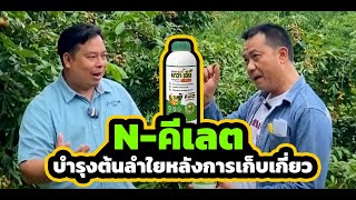 N-คีเลต ช่วยบำรุงต้นลำไยได้ดีขนาดไหน??? | #ลําไย #ปุ๋ยลำไย #ปลูกลำไย