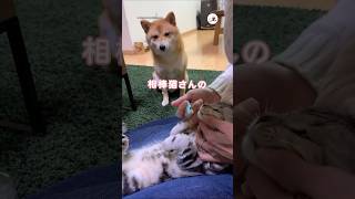 相棒猫を応援する柴犬さん｜PECO #柴犬 #赤柴 #茶柴 #アメリカンショートヘア #犬と猫のいる暮らし #shibainu #shiba #americanshorthair #猫 #cat