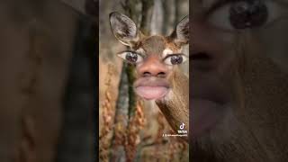 POV of a Deer #funny #shorts