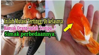 Mutasi Lovebird Tertinggi di kelasnya‼️Awas jangan sampai Tertipu Boss