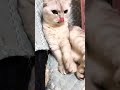 逗下短毛老三切磋咏春。 宠物 猫咪 短毛猫 碧眼猫 猫猫 铲屎官