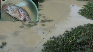 First fish from the tilapia fish farm