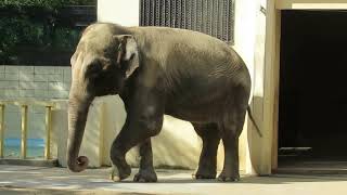 HIMEJI CITY ZOO ダンスしてるみたいなアジアゾウの姫子さん　The elephant which seems to dance 姫路市立動物園のゾウ　追悼象の姫子さん　在りし日の姫子さん