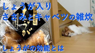 【17歳老犬の手作りごはん】しょうが入り！ささみとキャベツの雑炊