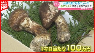 【春マツタケ100万円!!】「今年は豊作」天草の初セリで高額落札！