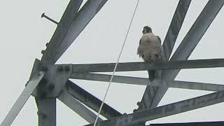 02/08/25 O+ adult Peregrine Falcon Kent Wa 2954-164