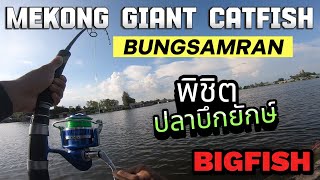 พิชิตปลาบึกยักษ์..บึงสำราญ Mekong giant catfish #Ballbigfish #ปลาบึก #ปลากระโห้ #บึงสำราญ#Bungsamran