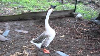 Male goose protecting his female on her nest