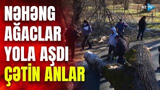 Güclü külək dəhşət saçdı: NƏHƏNG ağaclar yola aşdı, çətin vəziyyət yarandı