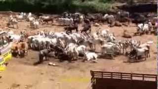 Cattle market, Kudikuthy -   Idukki