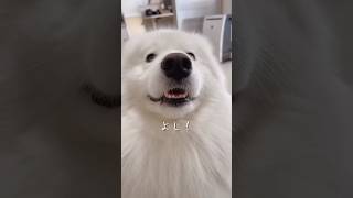 ファンからのプレゼントに大はしゃぎする大型犬が可愛すぎ…！ samoyed #大型犬 #サモ