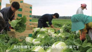 ２０１５年６月　白菜の収穫作業