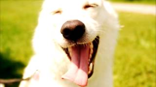 SCTV Presents Natalie T's Dog License PSA 7-2-15