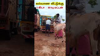 கல்யாண வீட்டுக்கு கிடா ,மட்டன் / 2 கிடா - 80kg Mutton / தமிழ் நாட்டு கிடா / 8940201819