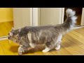 メインクーンとトイガーを連れて引っ越ししました！moving with maine coon and toyger