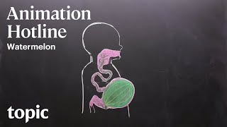 Watermelon | Animation Hotline | Topic