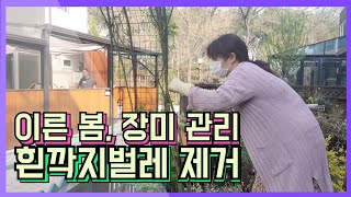 이른 봄, 장미 관리, 흰깍지벌레 제거, 단지 소독(Ft.이웃님) 정원.Ep_22-30