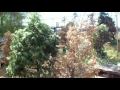 Biosphere 2 music by Ninda Yesu Judith Babirye