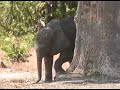 Baby Elephant | Separated From Family | Lost, Distressed  Rejected  |   Savage Season (2013)