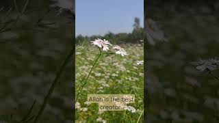 অপরূপ সৌন্দর্য্য | The beauty of nature| #reelvideo #relaxing #subscribe #share #trendingshorts