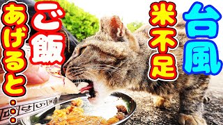 台風接近 米不足 空腹な猫にご飯をあげると・・・ 地域猫ボランティアさん急逝後に火事エリア さくらねこへの給餌 癒され野良猫動画