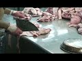 สุดยอดฝีมือ การชำแหละหมู the ultimate knife skills pork cutting skills how to butcher a pig