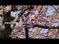 花鳥風月【4k】｜梅とメジロ　plum blossoms u0026 japanese white eye