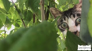 고양이가 고양이를 짝사랑하면 이런일이 생기네요The cat's unrequited love is so cute.