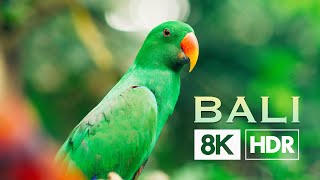 Bali | Real 8K HDR