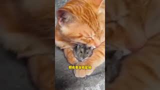 是鼠就归我管，我说的！ #猫和老鼠 #搞笑配音