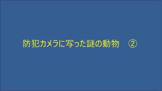 防犯カメラに写った謎の動物