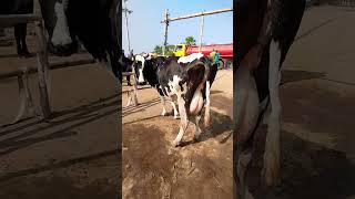 ৩৫ লিটার দুধের গাভীর দাম ১লাখ ৫০ হজার টাকা😱🐄(41) High Milking Cow #cow #গাভী #cowvideos