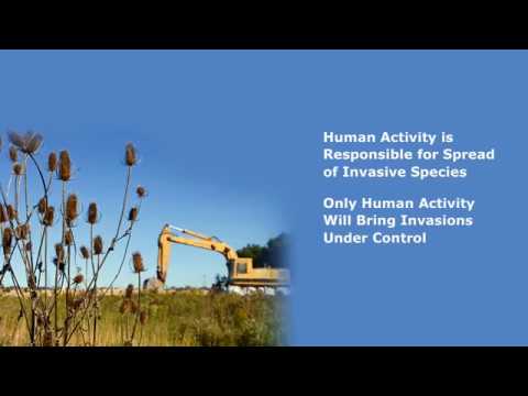 Which control method involves releasing invasive species to control pests?