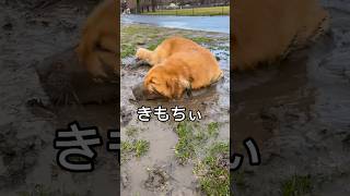 拗ねて泥まみれになっちゃったゴールデンレトリバー　#ゴールデンレトリバー #犬　#大型犬 #おもしろ　#shorts