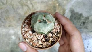 🌵 Update Astrophytum caput-medusae x Ferocactus กราฟคาปุสเมดูซ่าด้วยเฟอโร