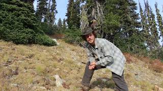 Whitebark Pine (Pinus albicaulis)