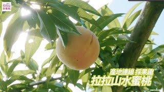 2021桃園市拉拉山水蜜桃 產地連線採果趣